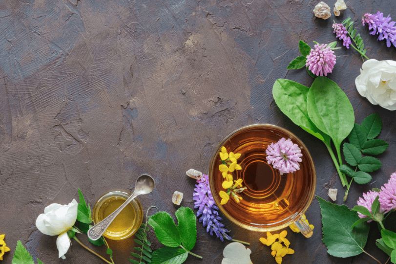 Visuel plantes - Clara Colmant